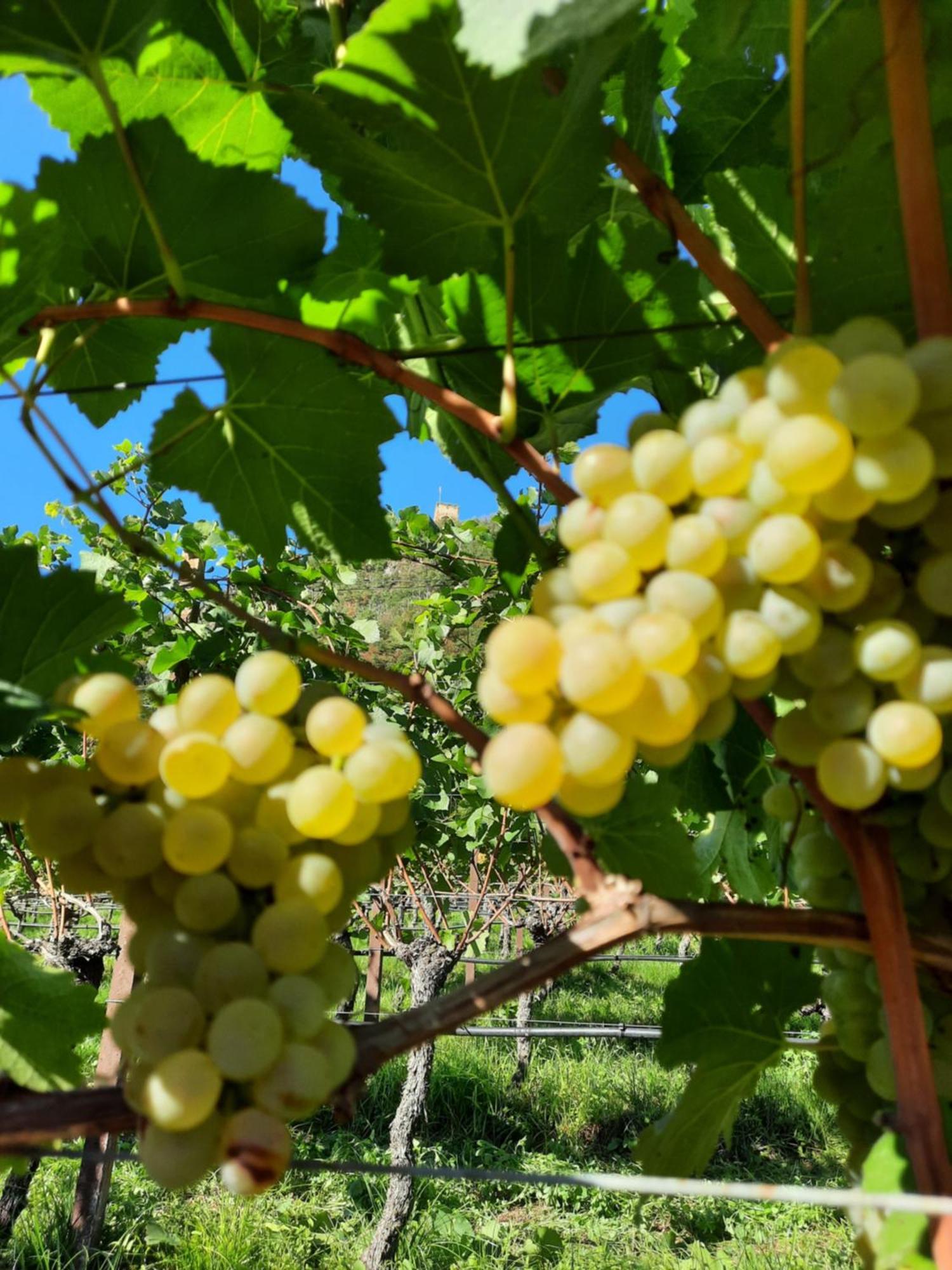 Missiano Weinhof Kager 아파트 외부 사진