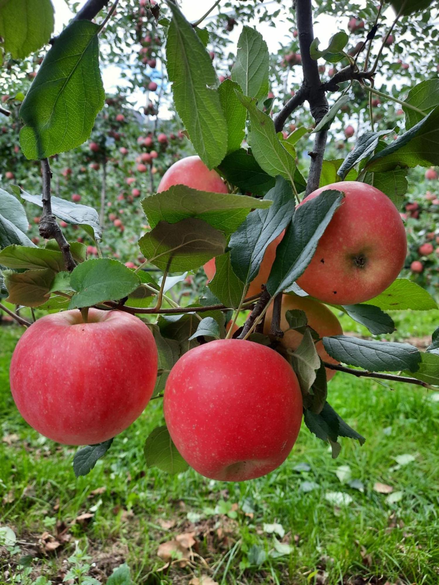 Missiano Weinhof Kager 아파트 외부 사진